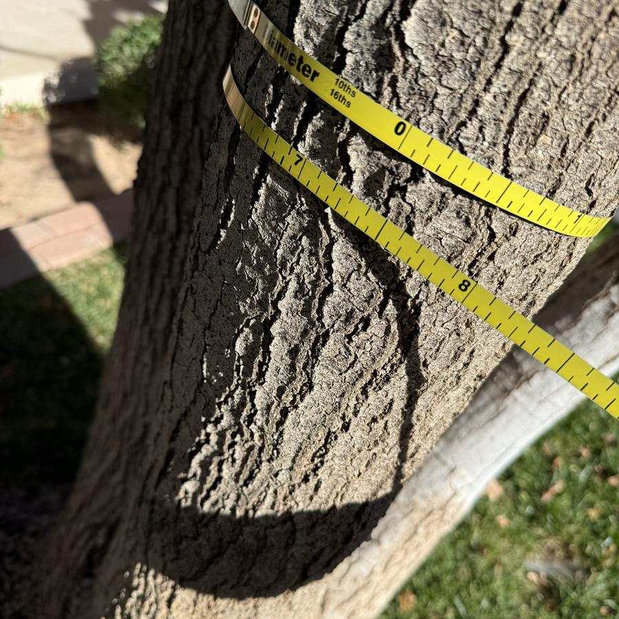 Tape measure wrapped around a tree trunk