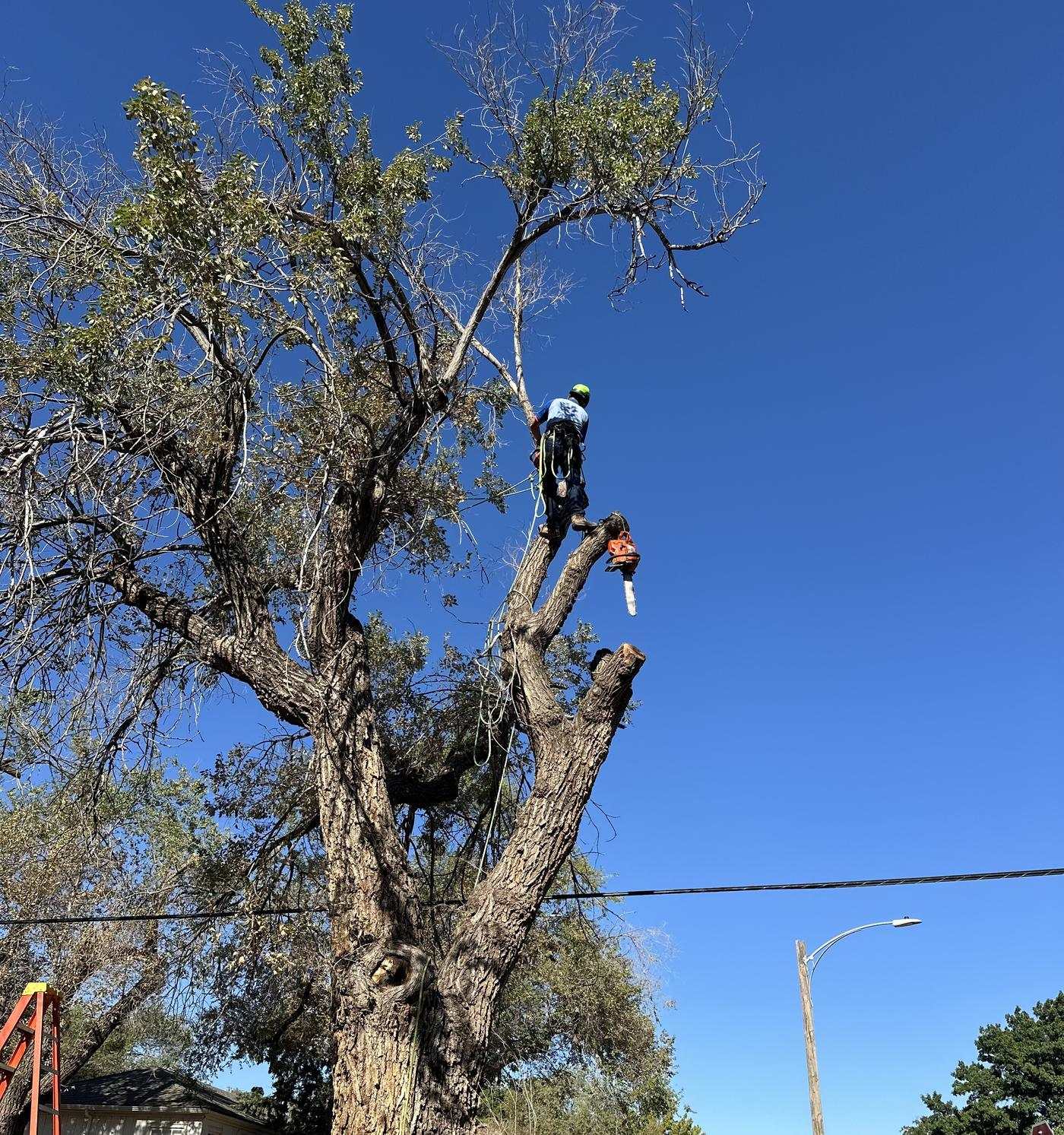 Arborist roped in near the top of a tall tree against a deep blue sky