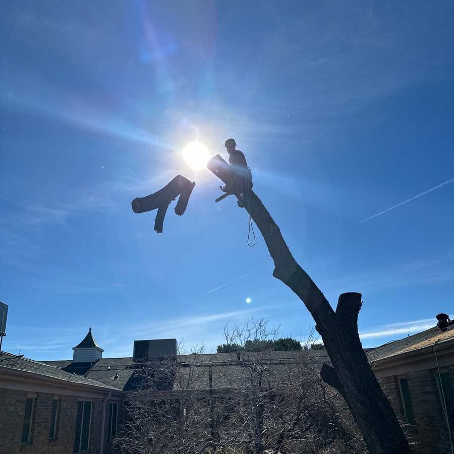 Professional tree removal and sectioning work