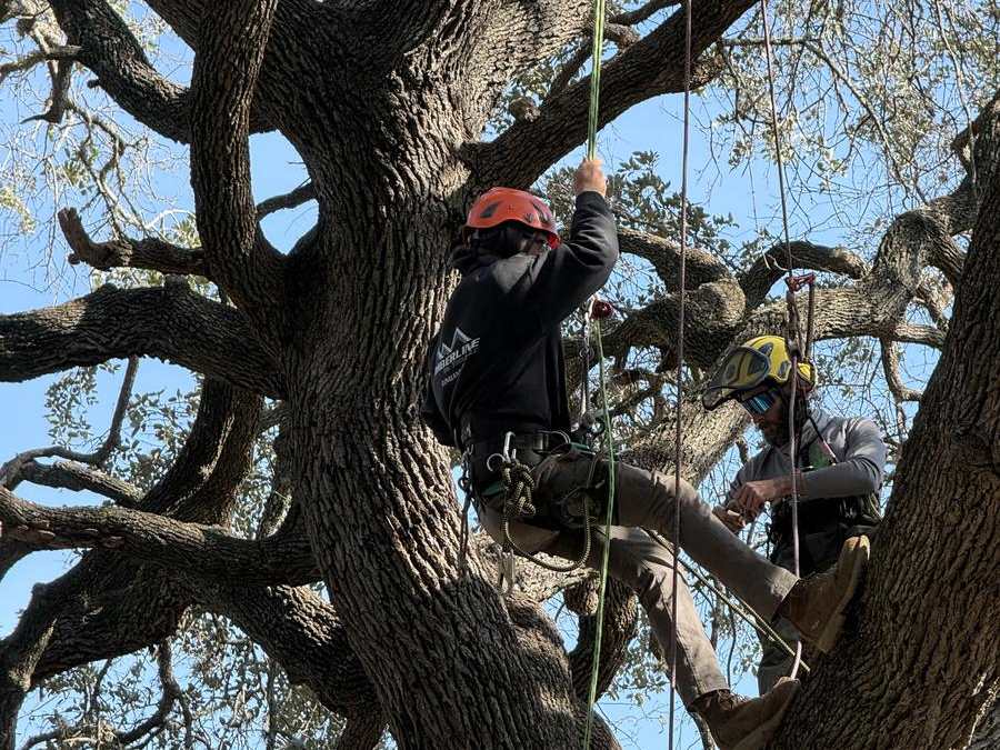 Two arborists climbing in the canopy of a large oak