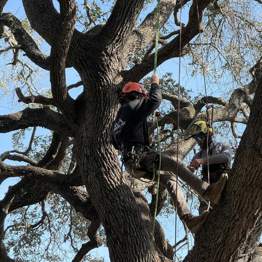 Two arborists climbing in the canopy of a large oak