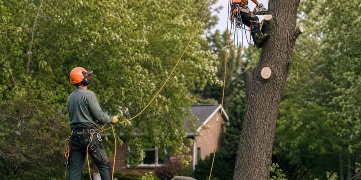 choosing tree removal methods for safety