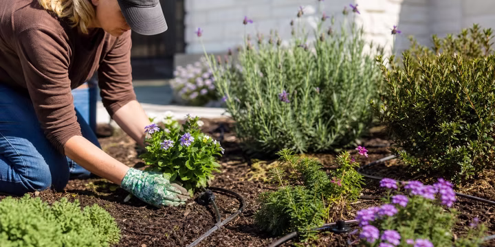 is drip irrigation right for you